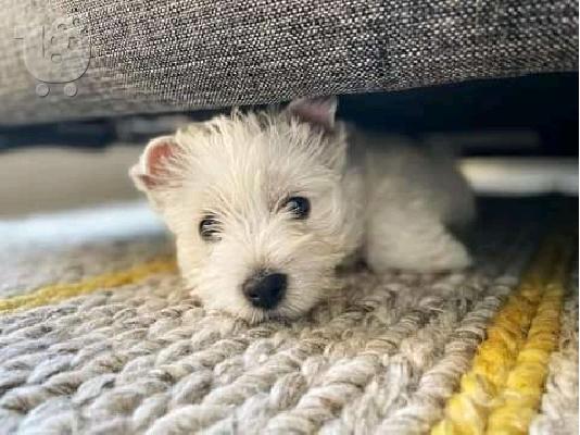 Kc κουτάβια εγγεγραμμένα West Highland Terrier